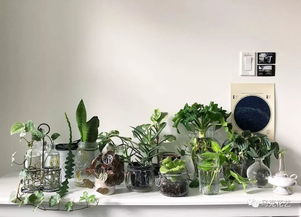 家居綠植養護秘籍 給連綠蘿都能養死的你